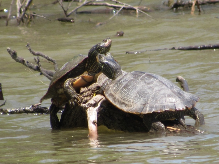 Northern Map Turtle